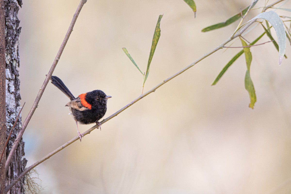 Red-backed Fairywren - ML380550191