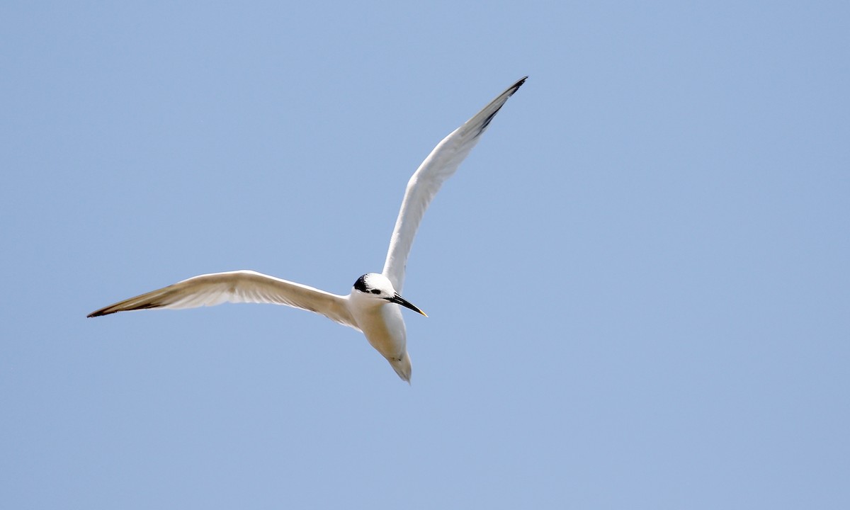 Sandwich Tern - Aaron Boone