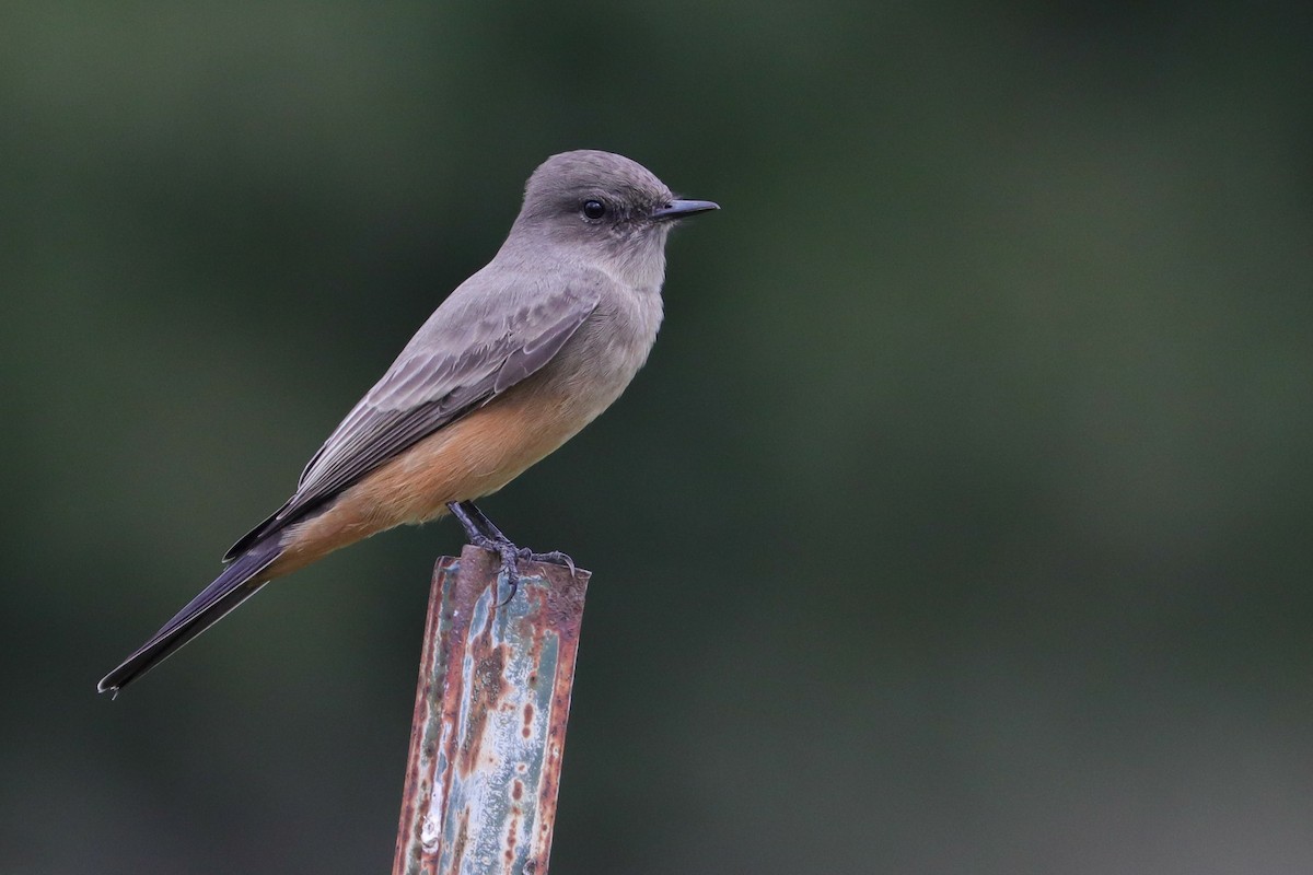 Say's Phoebe - ML380551491