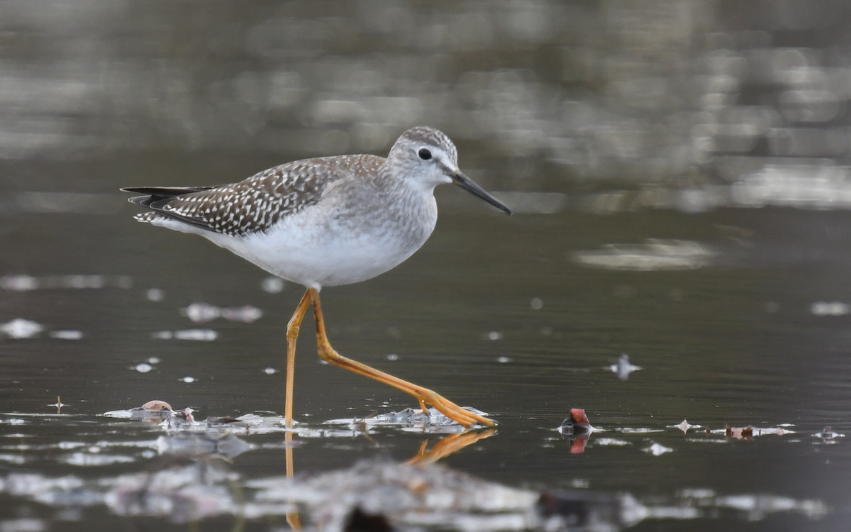 Lesser Yellowlegs - ML380551621