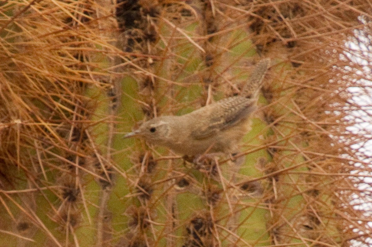 Southern House Wren - ML380553011