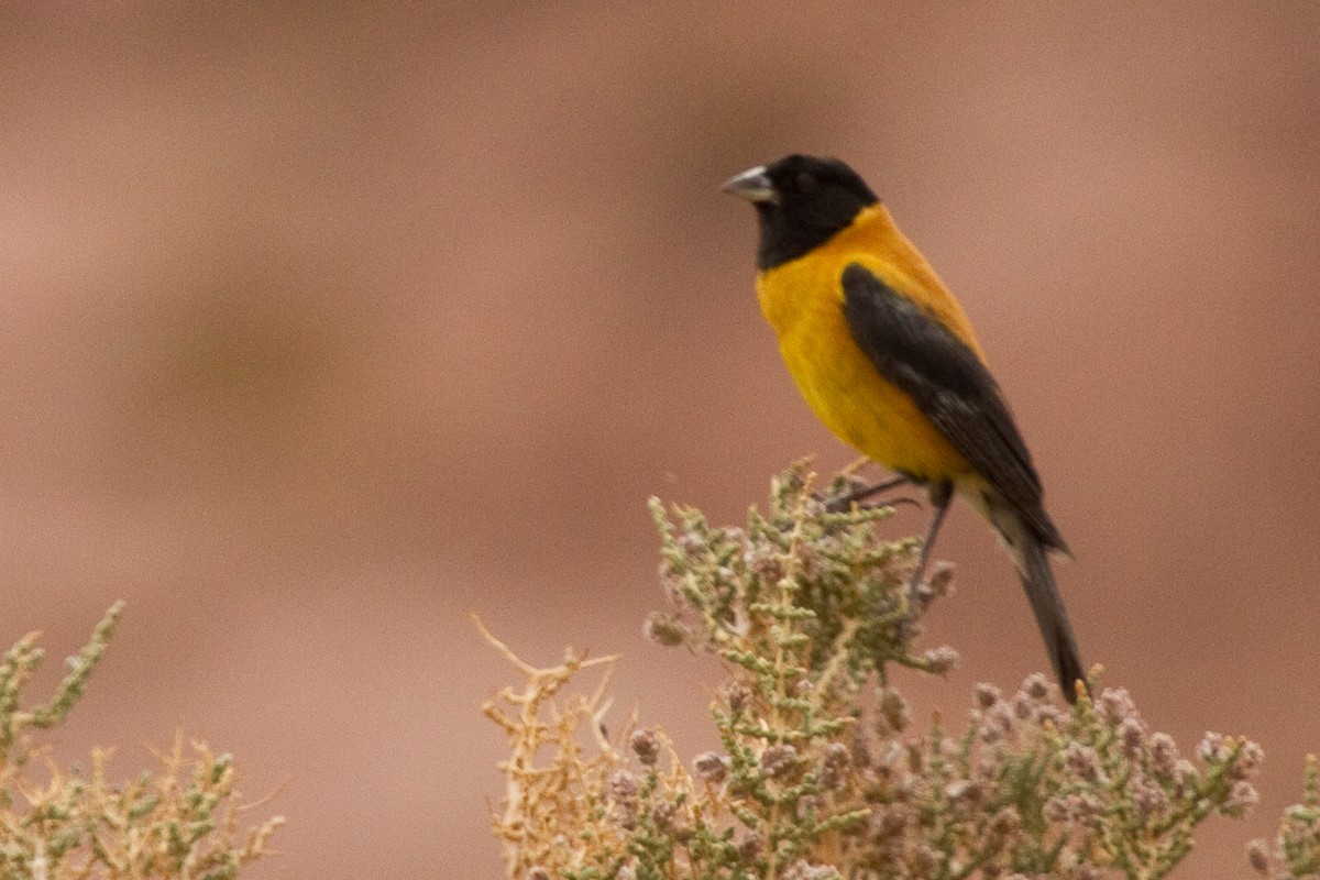 Black-hooded Sierra Finch - ML380553021