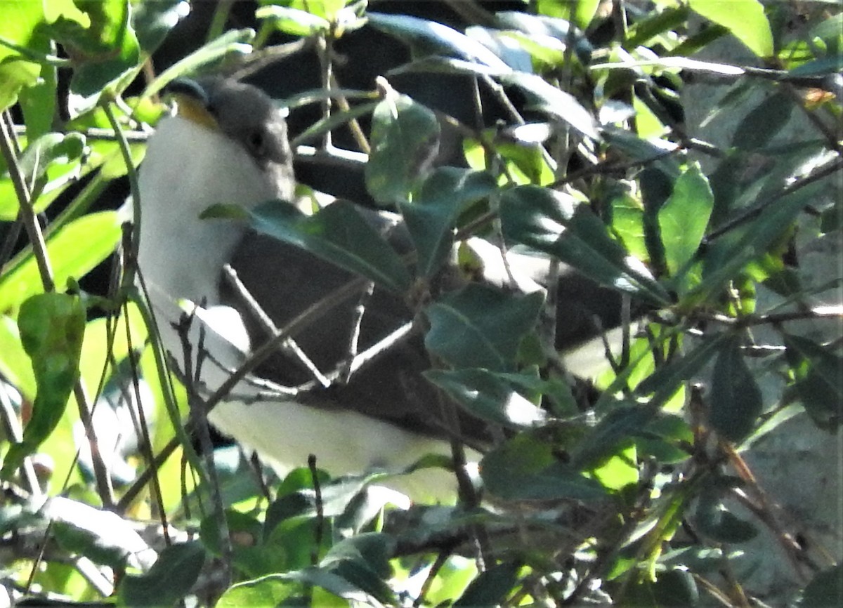 Yellow-billed Cuckoo - ML380553101