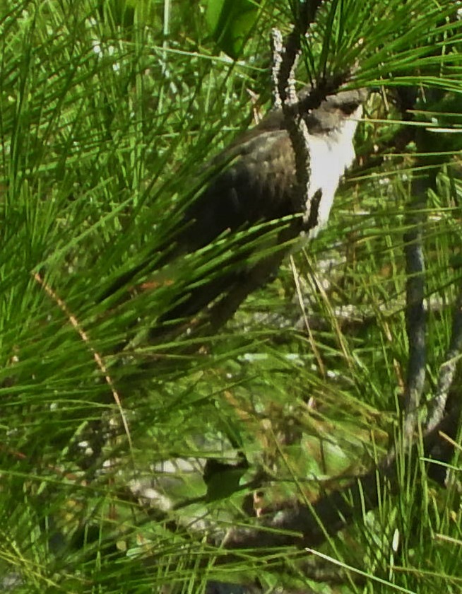 Yellow-billed Cuckoo - ML380553161