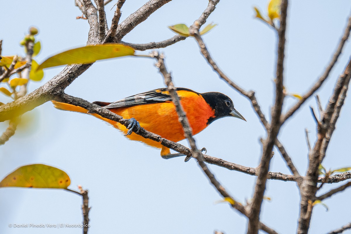 Baltimore Oriole - Daniel Pineda Vera