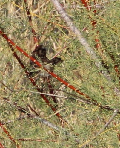 Song Sparrow - ML380553871