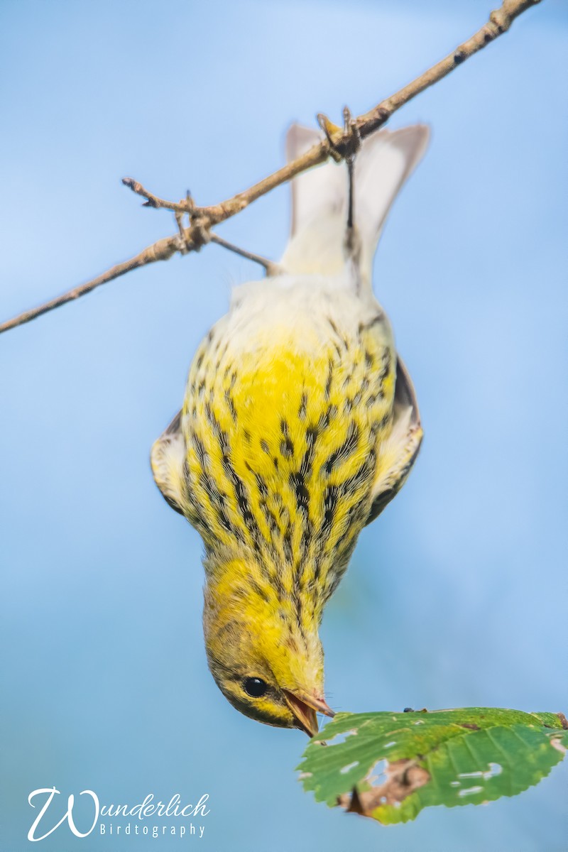 Cape May Warbler - ML380554011