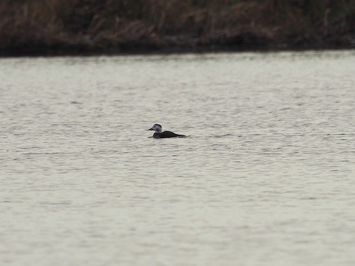 Long-tailed Duck - ML38055541