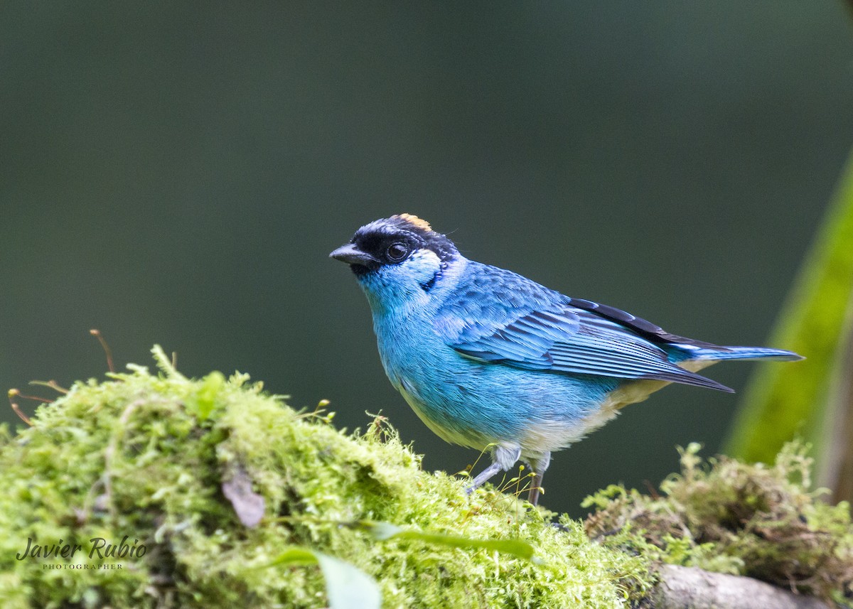 Golden-naped Tanager - JAVIER  Rubio