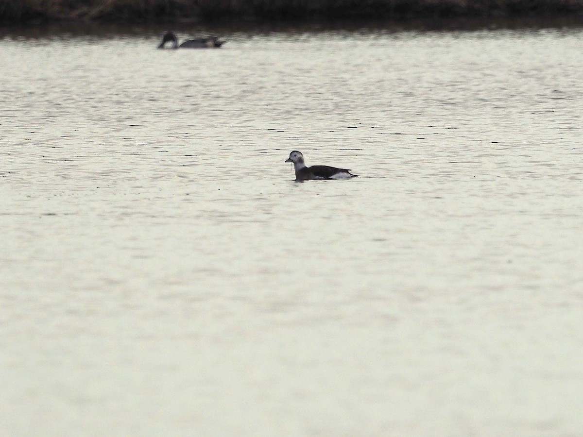 Long-tailed Duck - ML38055561