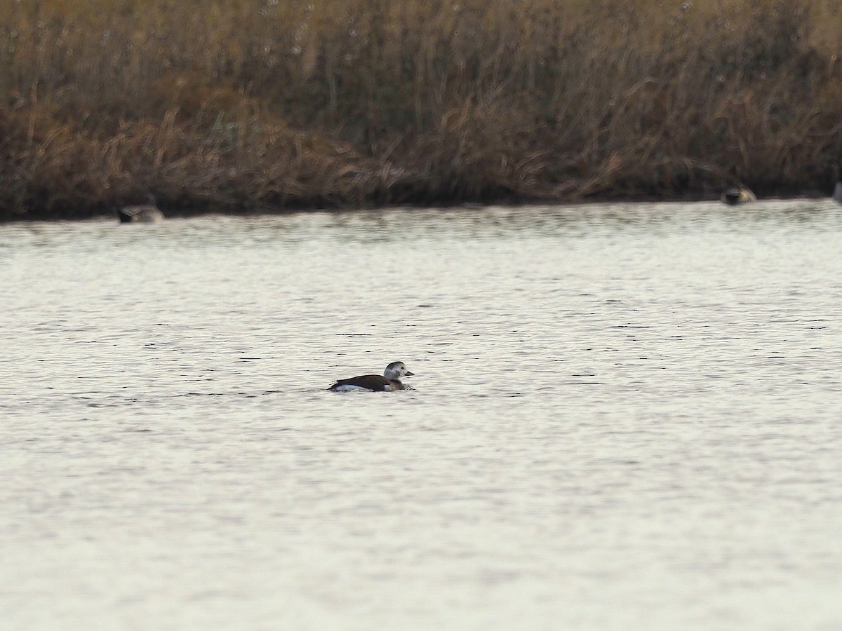 Long-tailed Duck - ML38055571