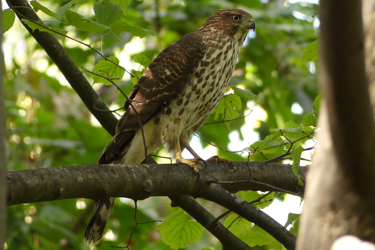 Cooper's Hawk - ML380556871