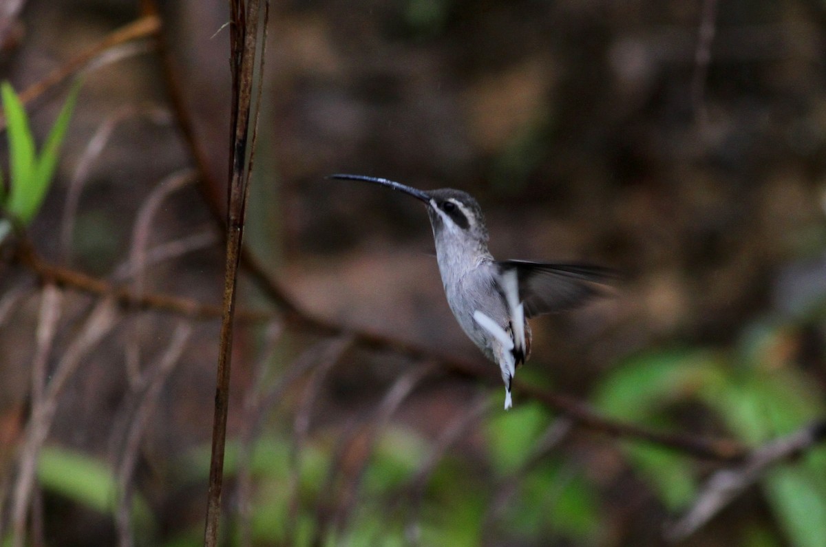 Sooty-capped Hermit - ML38055741