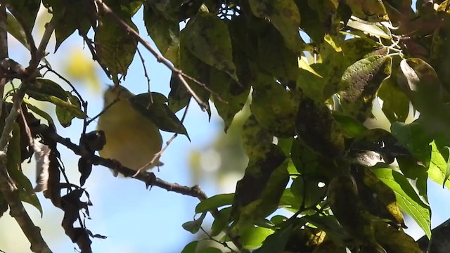 Tennessee Warbler - ML380557951