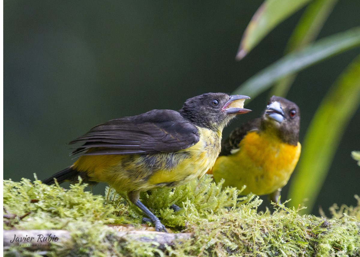 Flame-rumped Tanager - JAVIER  Rubio