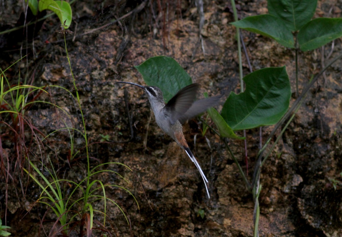 Серобрюхий колибри-отшельник - ML38055821