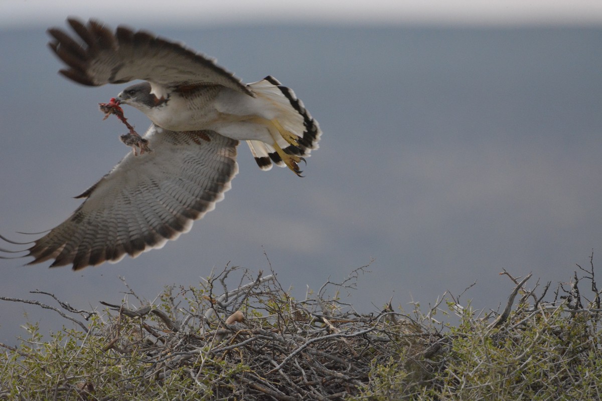 Variable Hawk - ML38055871