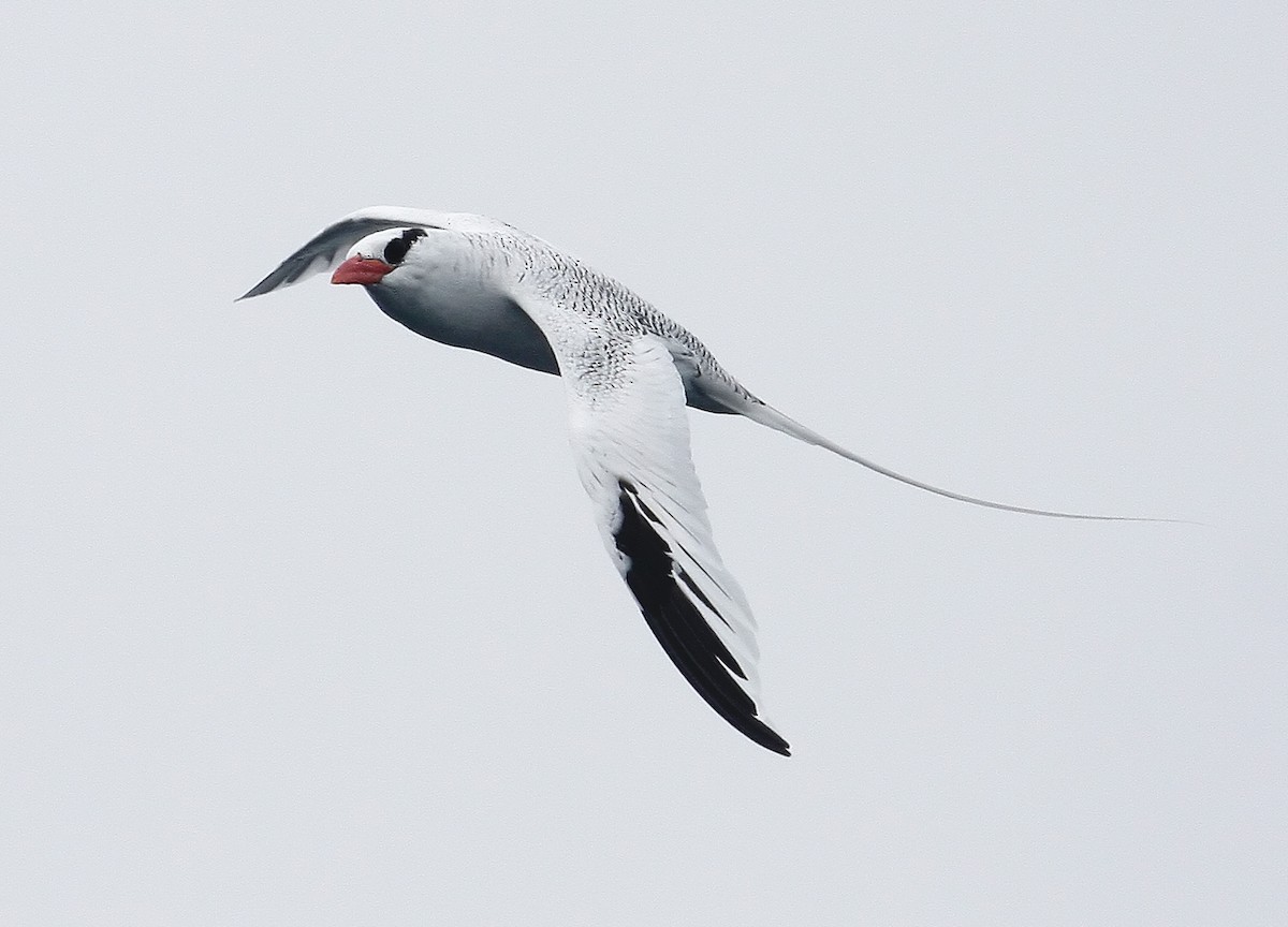 Red-billed Tropicbird - ML38055921