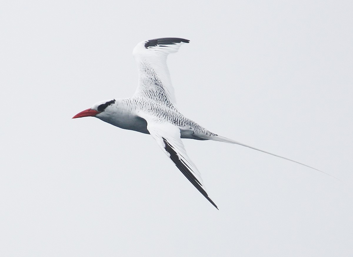 Red-billed Tropicbird - ML38055931