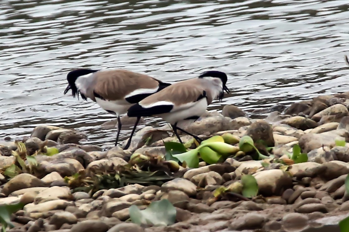 River Lapwing - ML380559331