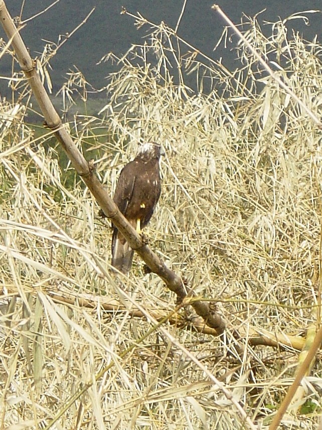 Aguilucho Lagunero de Reunión - ML380560281