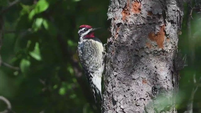 Yellow-bellied Sapsucker - ML380560321