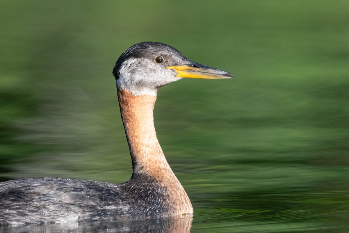 Red-necked Grebe - ML380560881