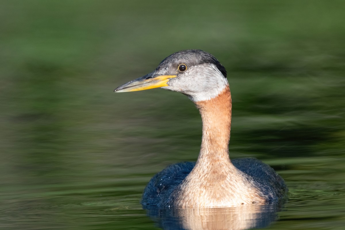 Red-necked Grebe - ML380560911