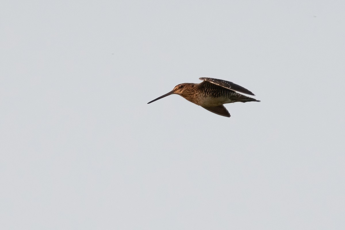 Wilson's Snipe - ML380560921