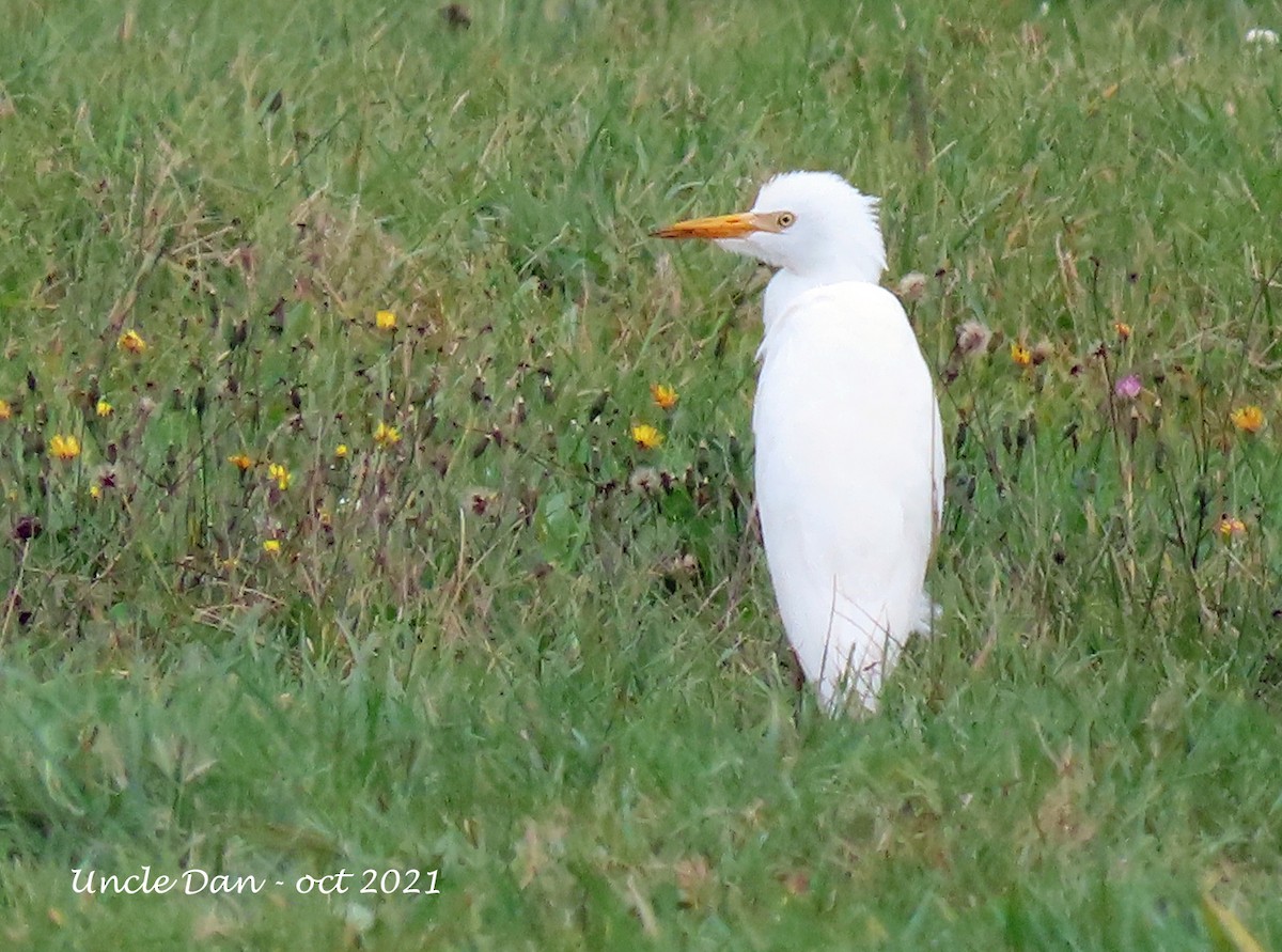 Western Cattle Egret - ML380560931