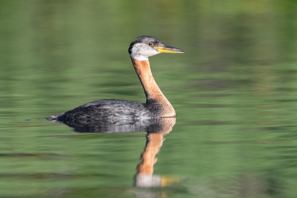 Red-necked Grebe - ML380560941