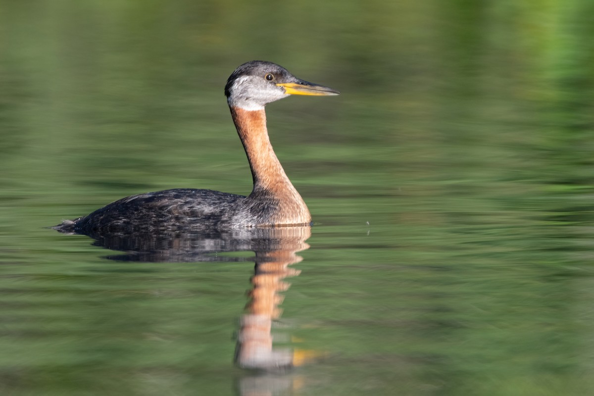 Red-necked Grebe - ML380560951