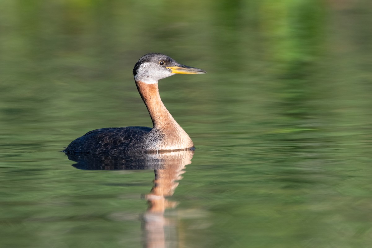 Red-necked Grebe - ML380560961