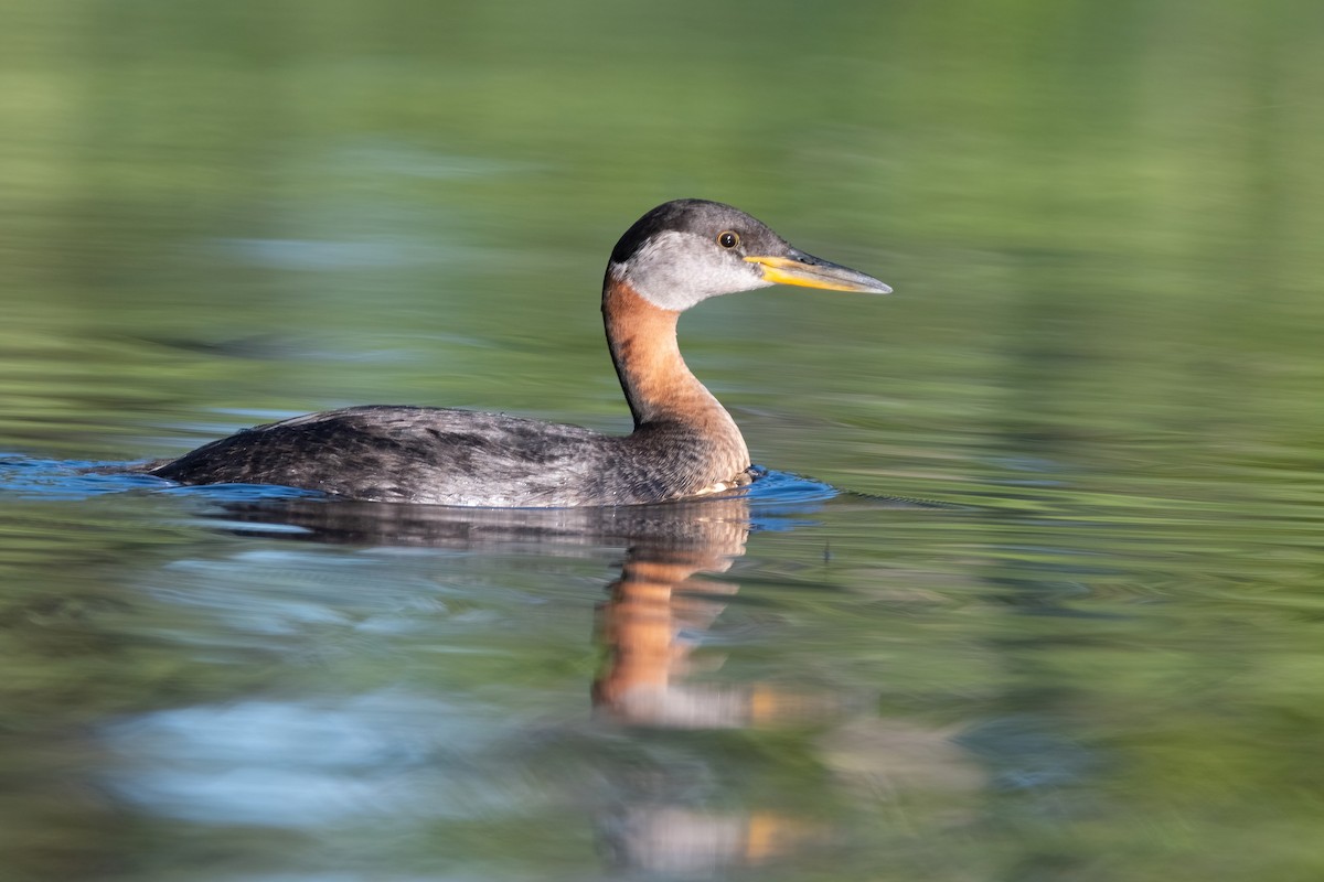 Red-necked Grebe - ML380561001