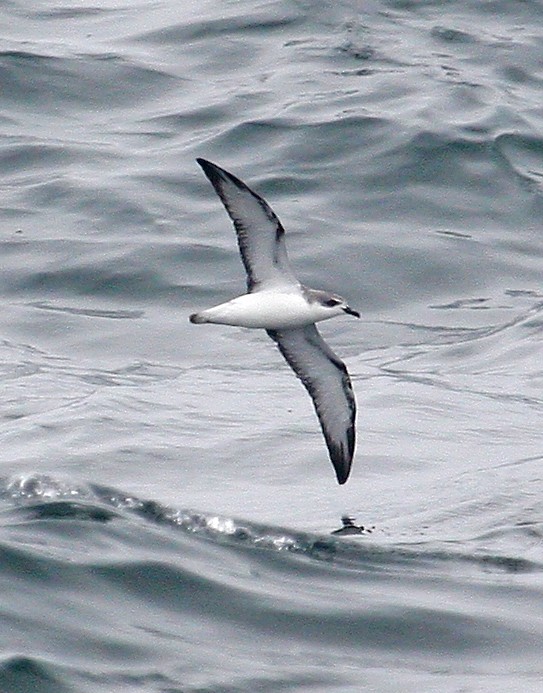 Cook's Petrel - ML38056101