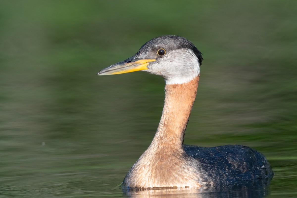 Red-necked Grebe - ML380561081