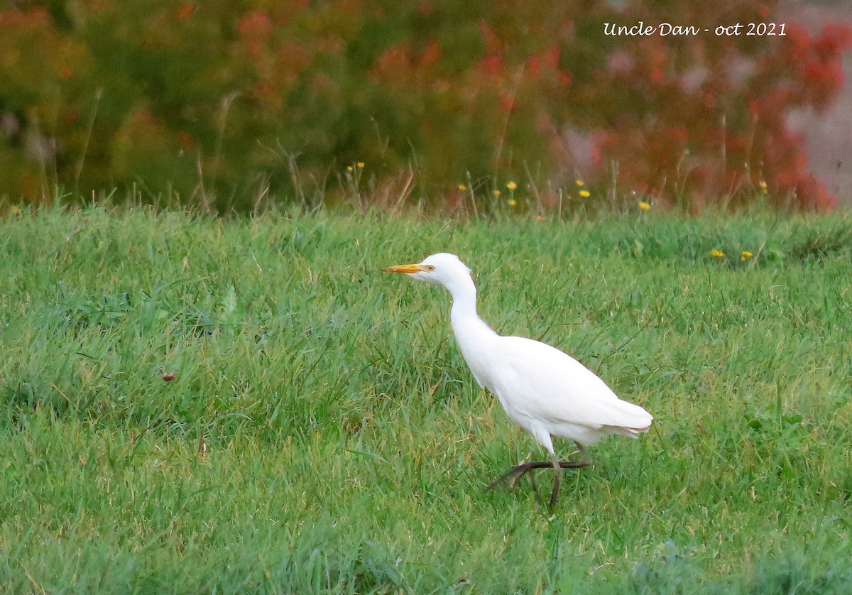 Western Cattle Egret - ML380561161