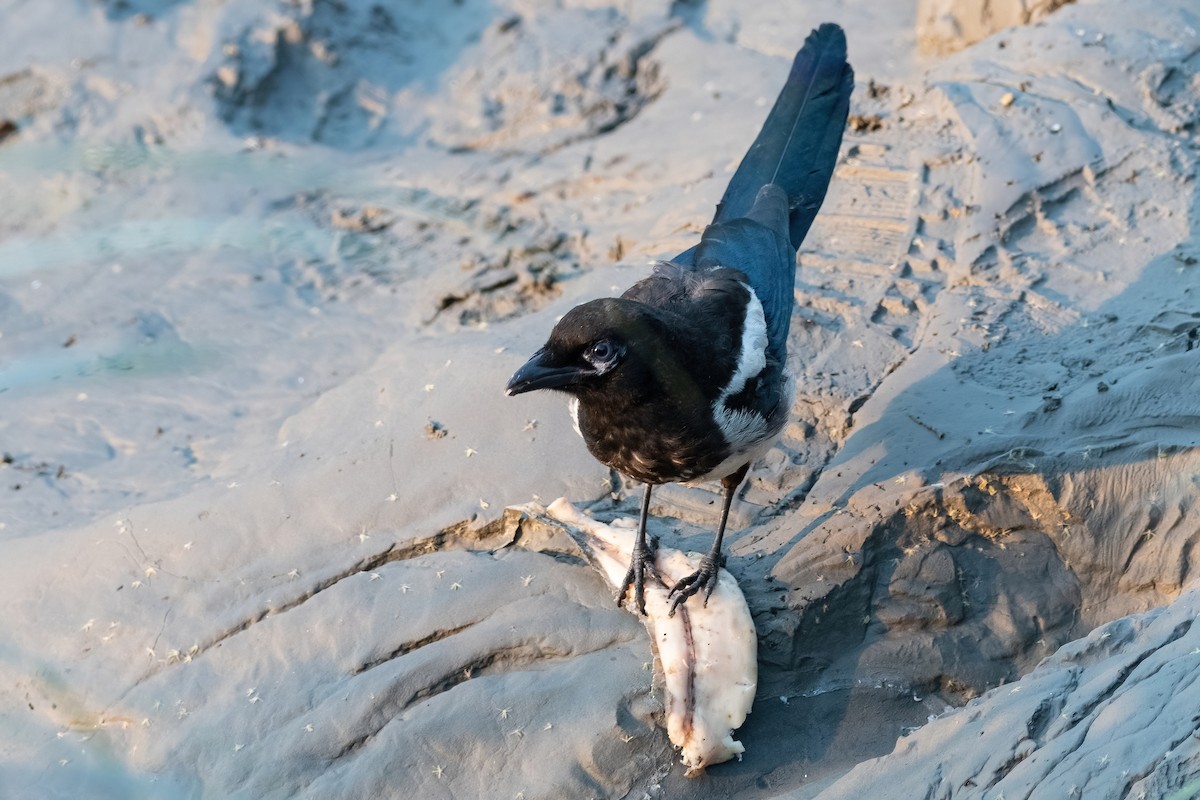 Black-billed Magpie - ML380561221