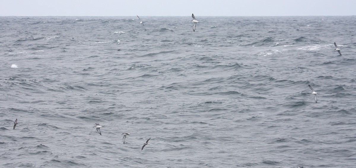 Cook's Petrel - ML38056131