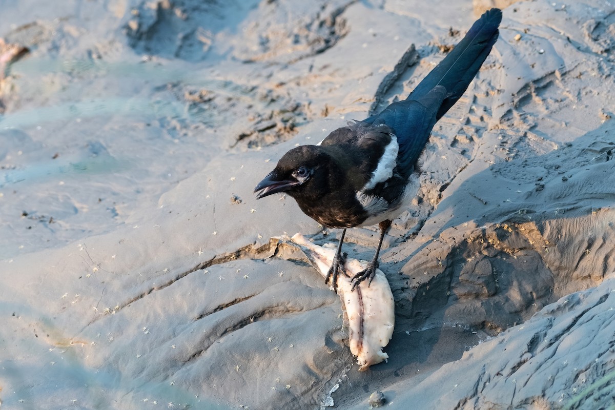 Black-billed Magpie - ML380561311