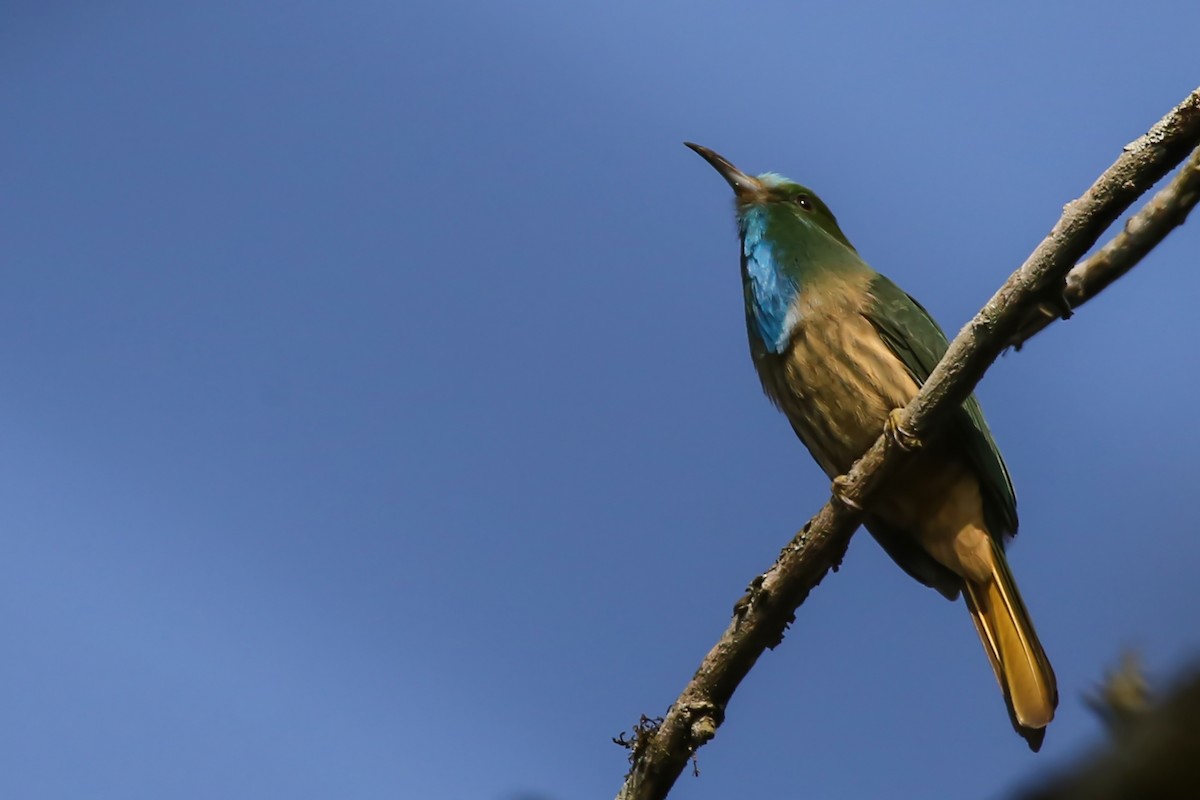 Blue-bearded Bee-eater - ML380561961