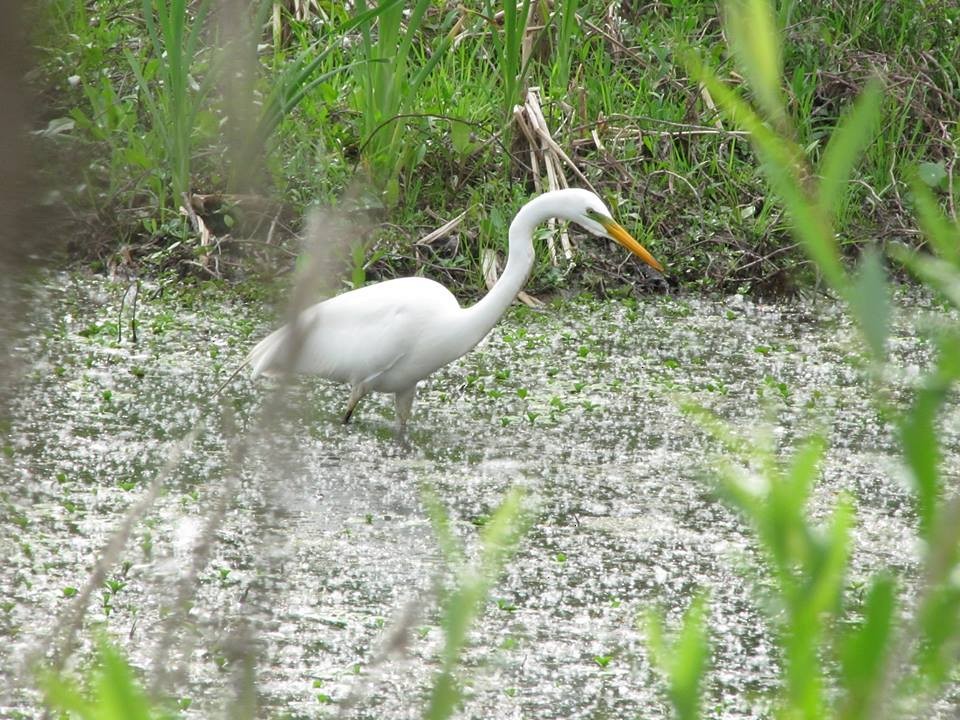 Great Egret - ML38056251