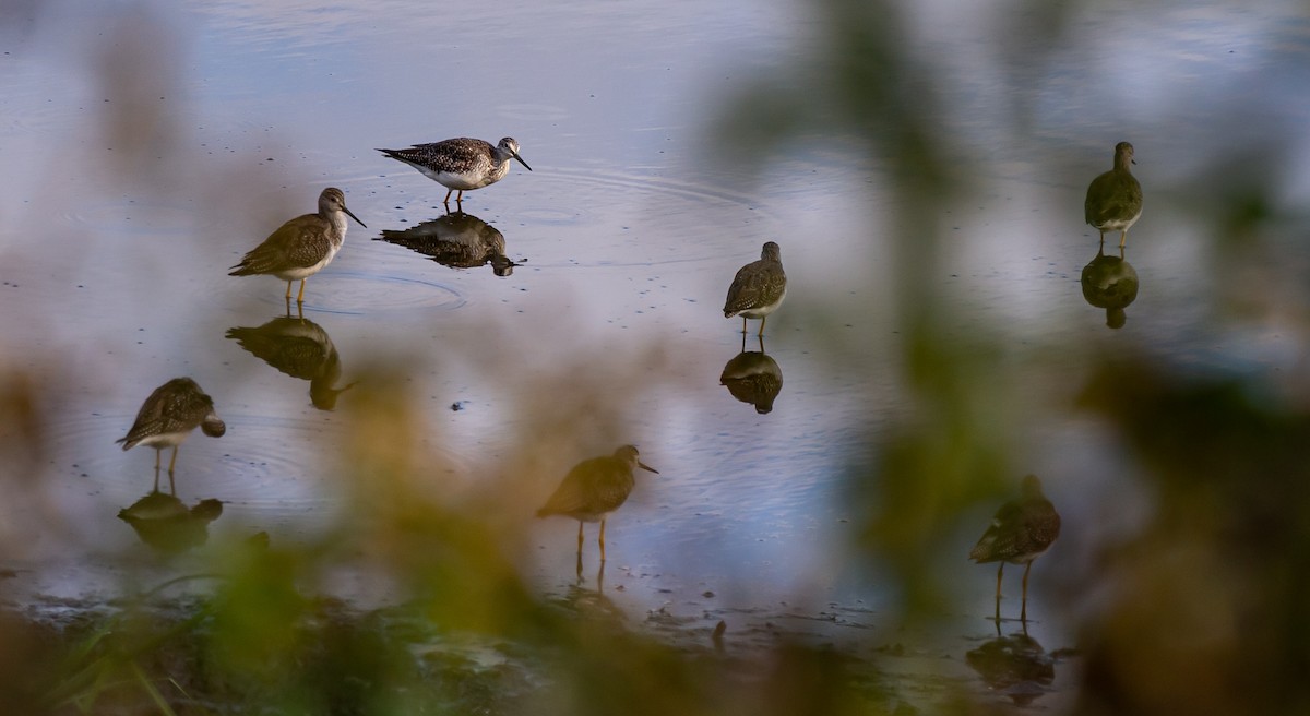 Greater Yellowlegs - ML380562881