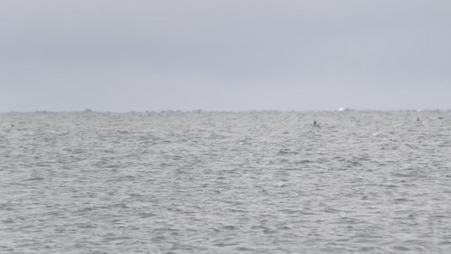 Short-tailed Shearwater - ML380563461