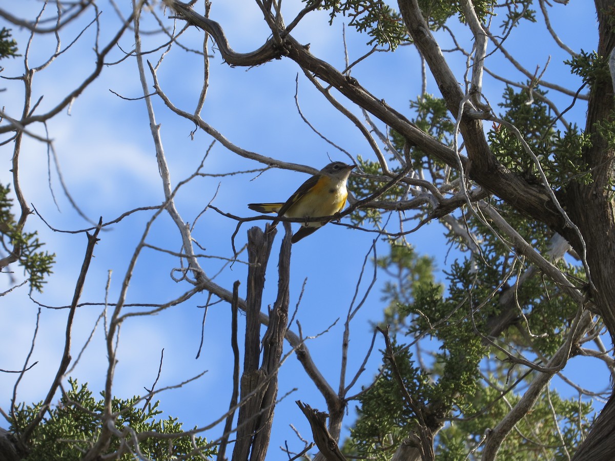 American Redstart - ML380563541