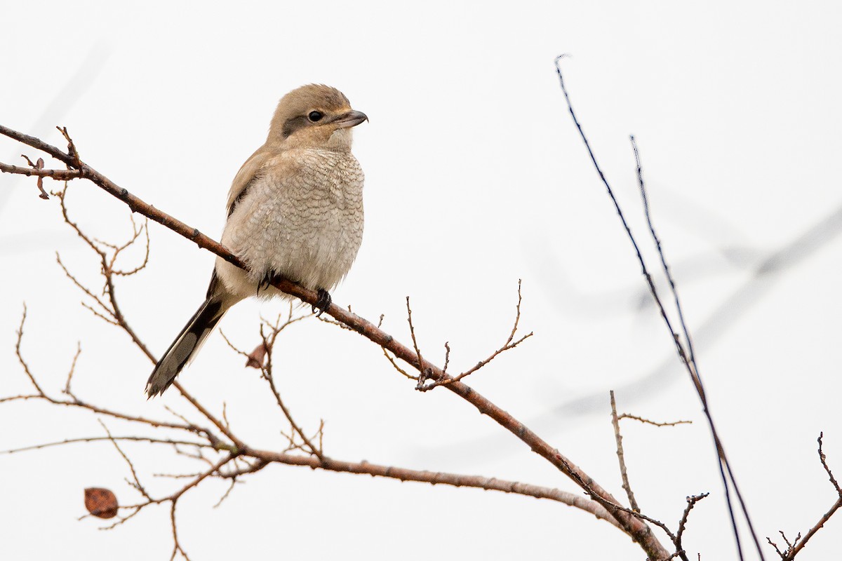 Northern Shrike - ML380563751