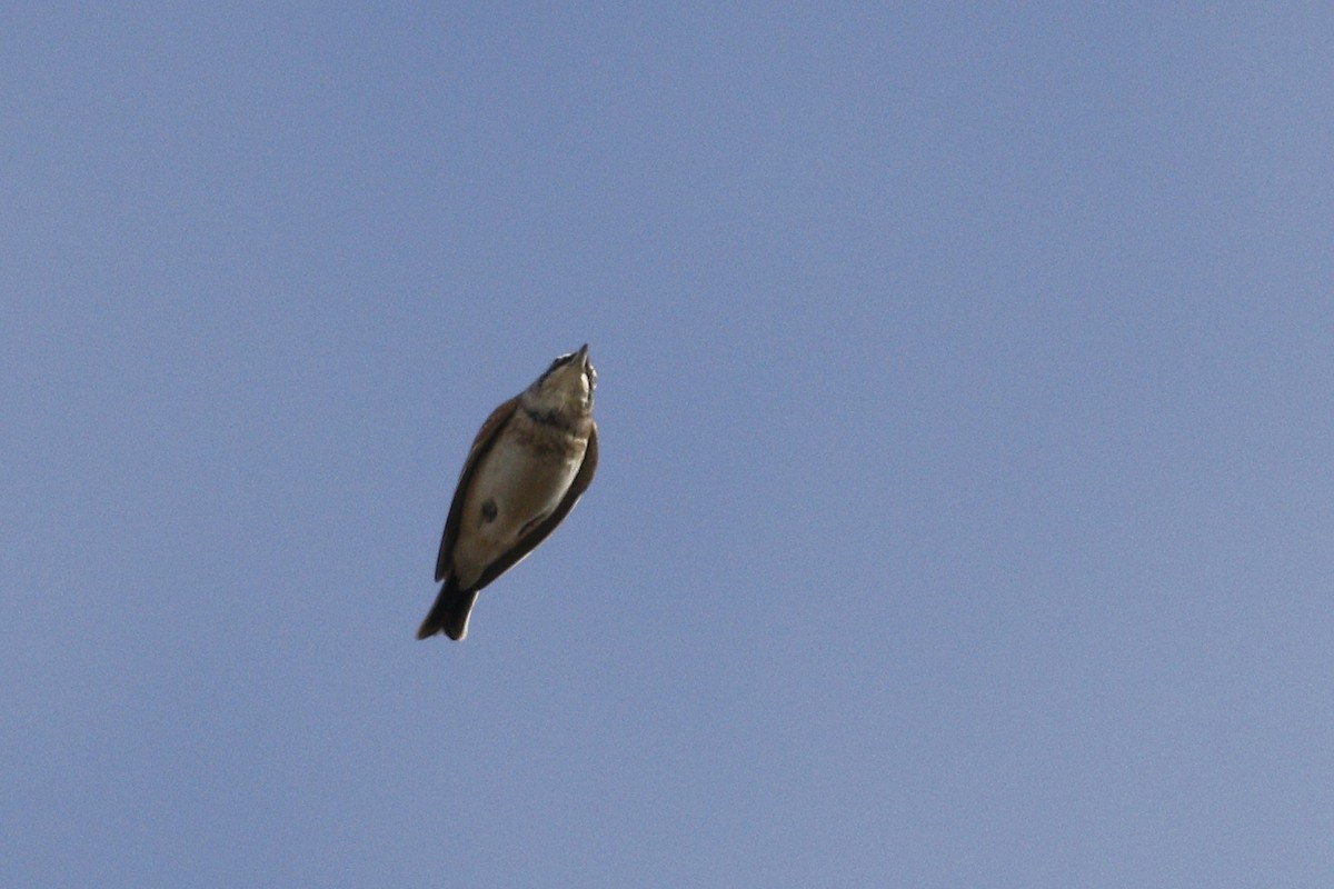 Horned Lark - ML380564131