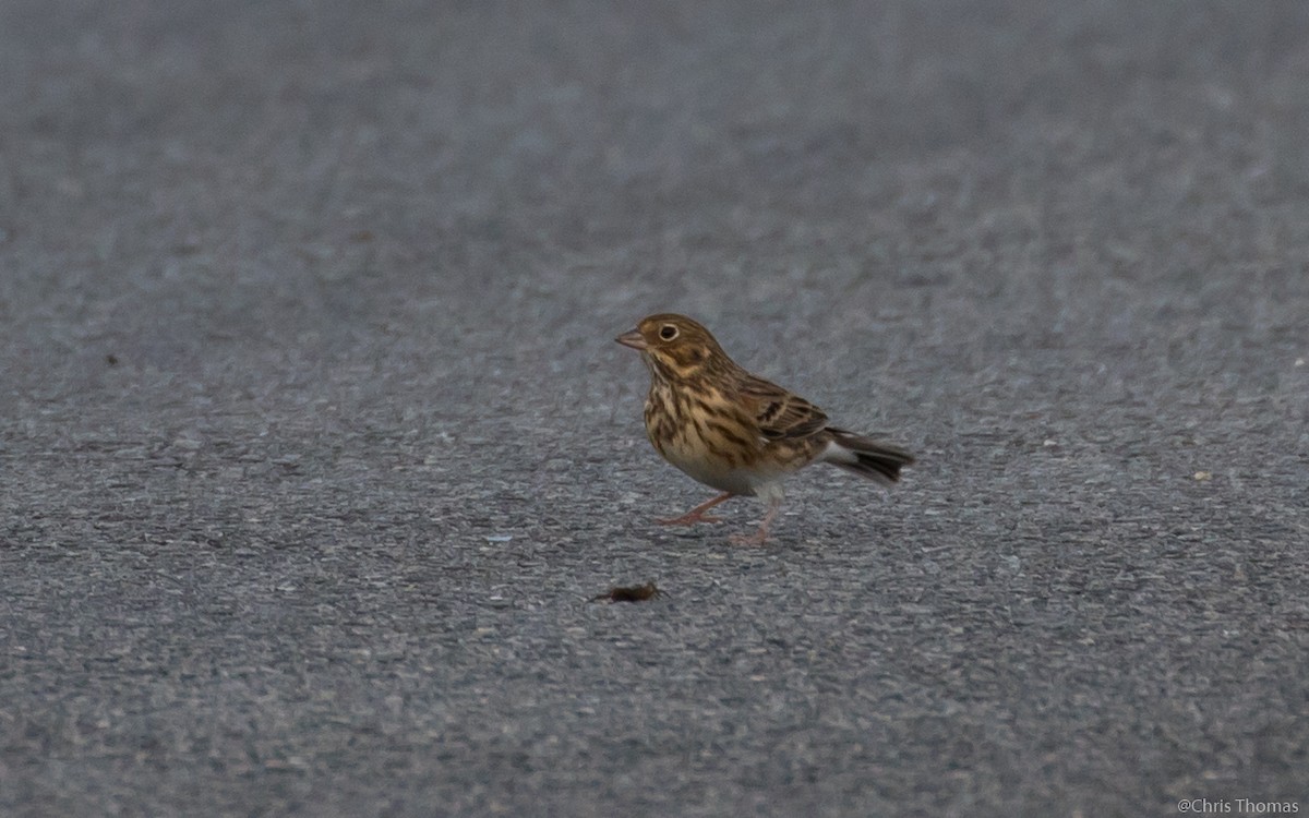 Vesper Sparrow - ML38056471