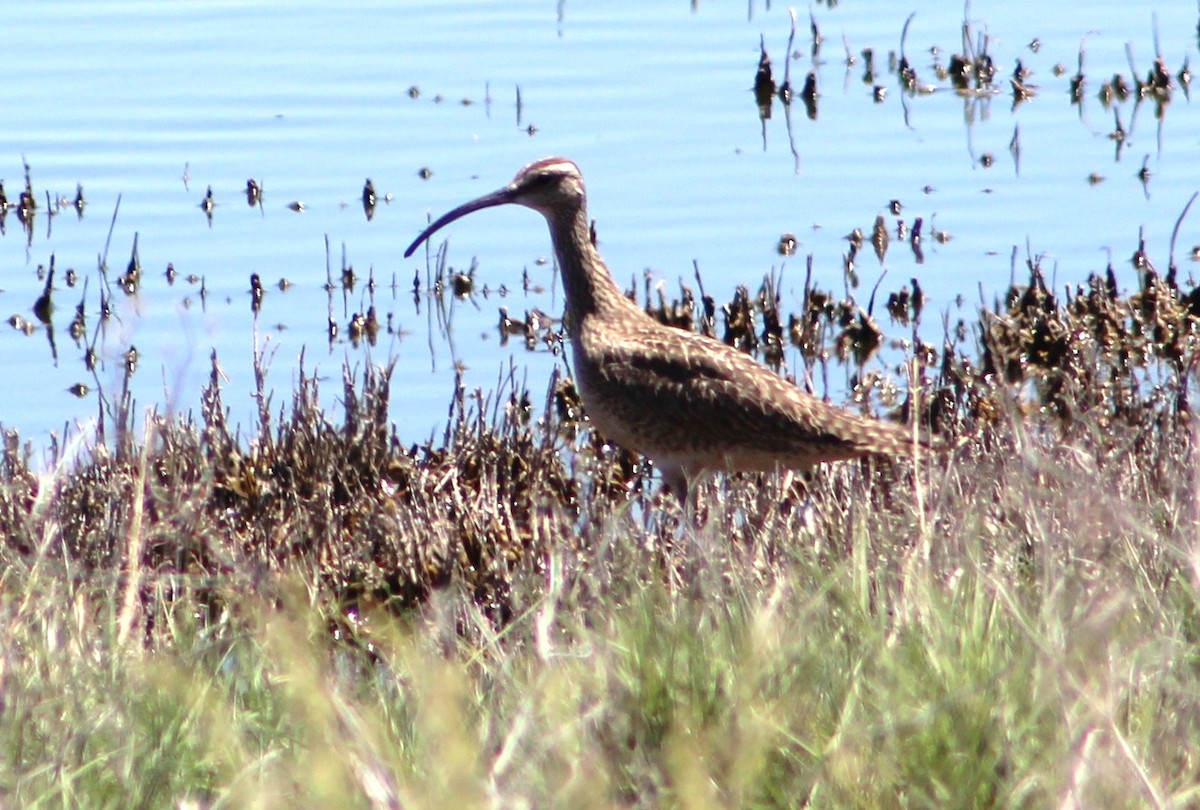 Whimbrel (Hudsonian) - ML380564711