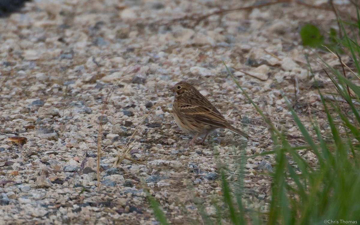 Vesper Sparrow - ML38056481